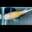 Guppy Fish White Koi Short