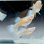 Guppy Fish White Koi Short