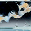 Guppy Fish White Koi Short