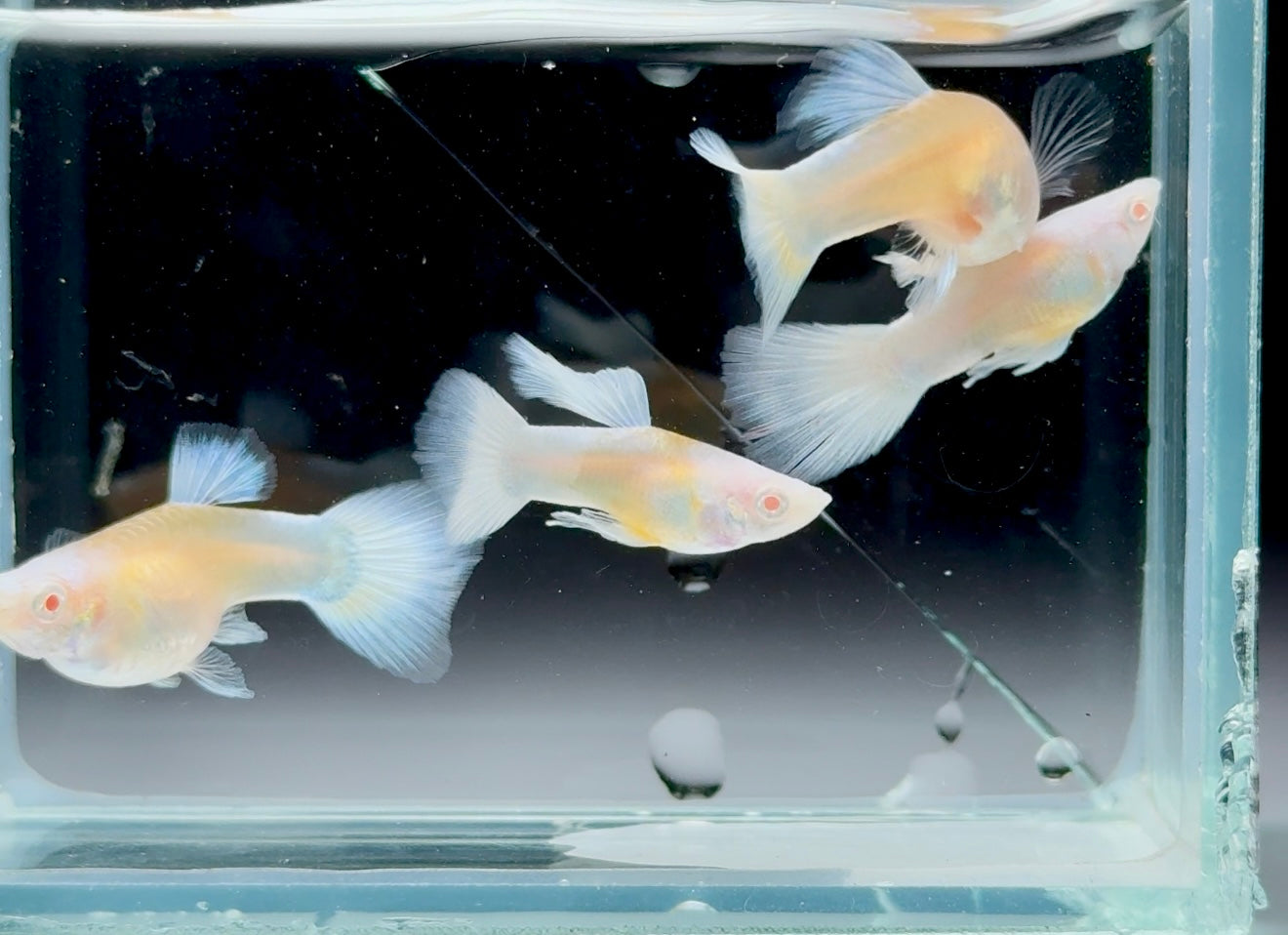 Guppy Fish White Koi Short