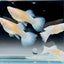 Guppy Fish White Koi Short