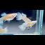 Guppy Fish White Koi Short