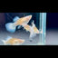 Guppy Fish White Koi Short