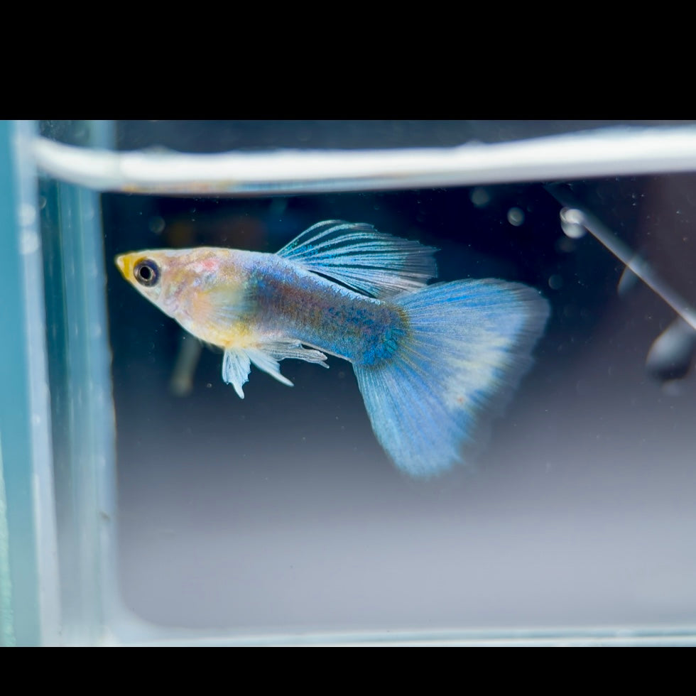 Guppy Peces Amarillo Mosaico Vientre Cristalino Corto