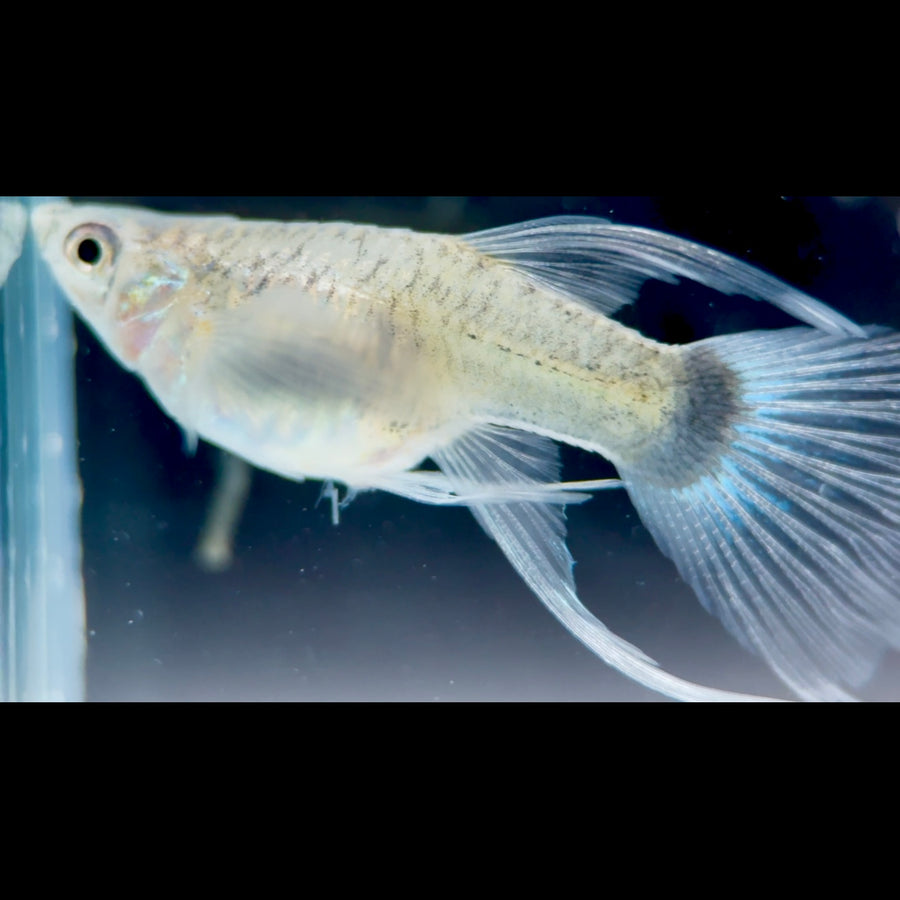 Guppy Peces Amarillo Mosaico Vientre Cristalino Corto