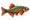 Pearl-Danio-Rashbora-CDP