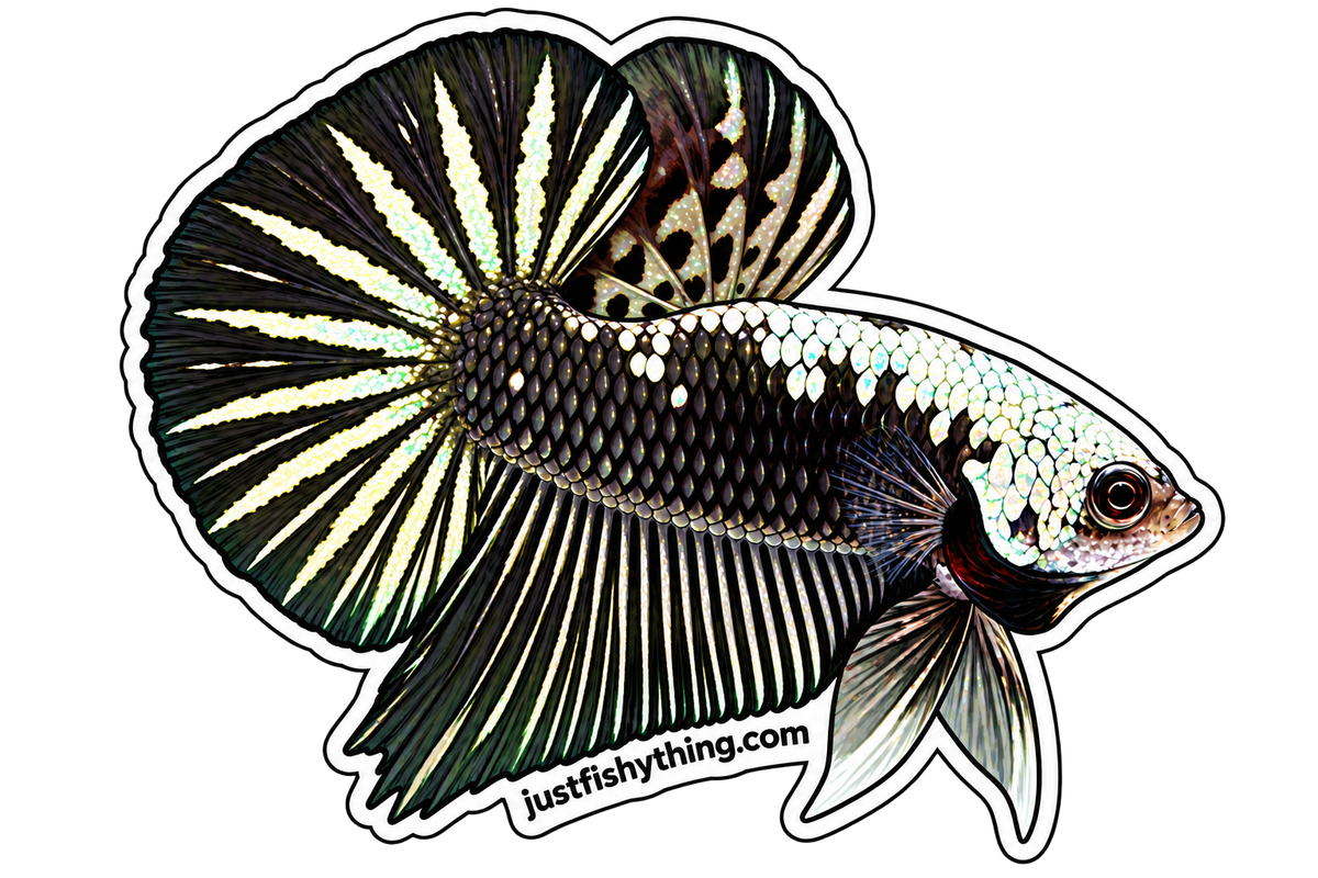 Turn your Pet Fishes into Sticker