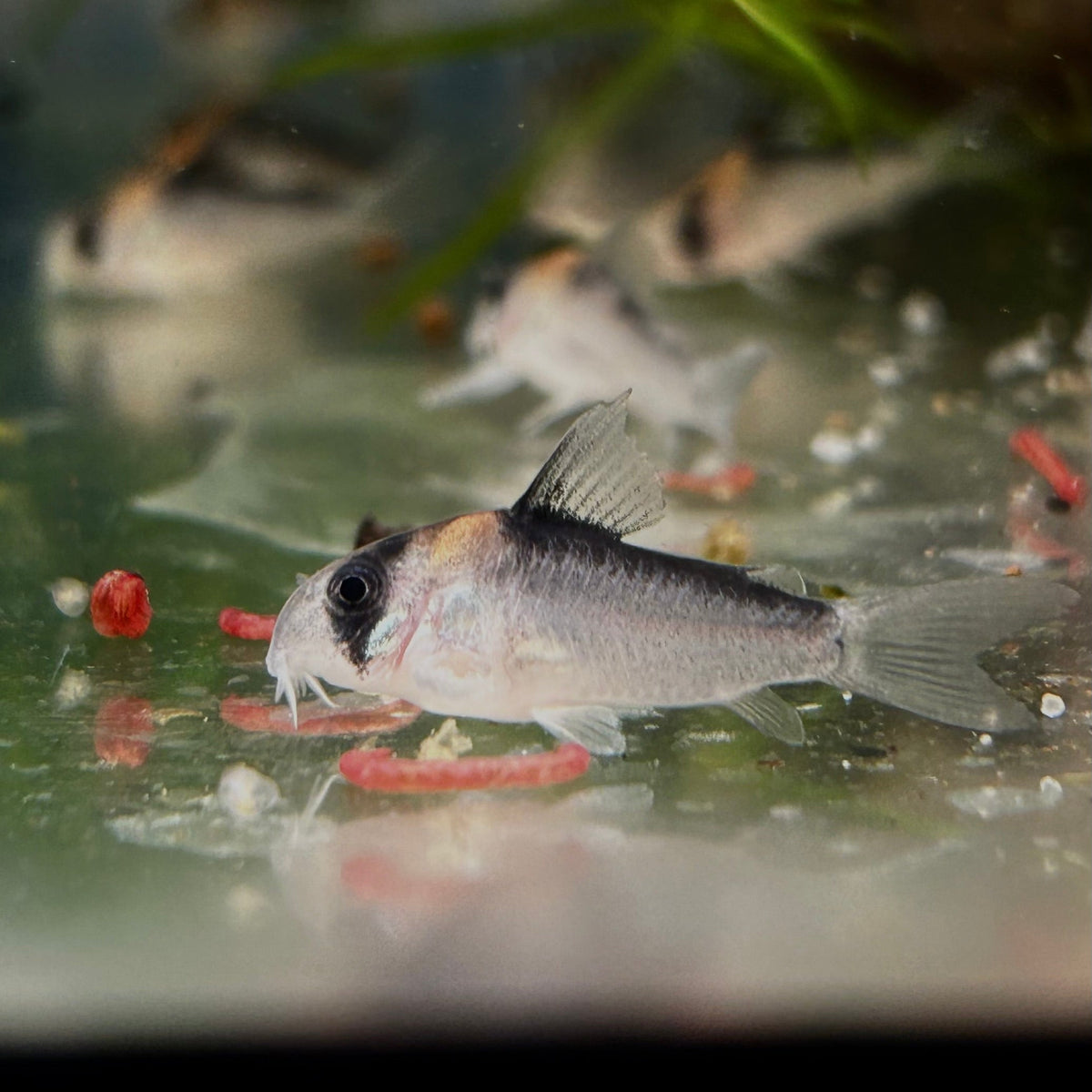 Adolfoi Corydoras - Bottom Dweller Fish