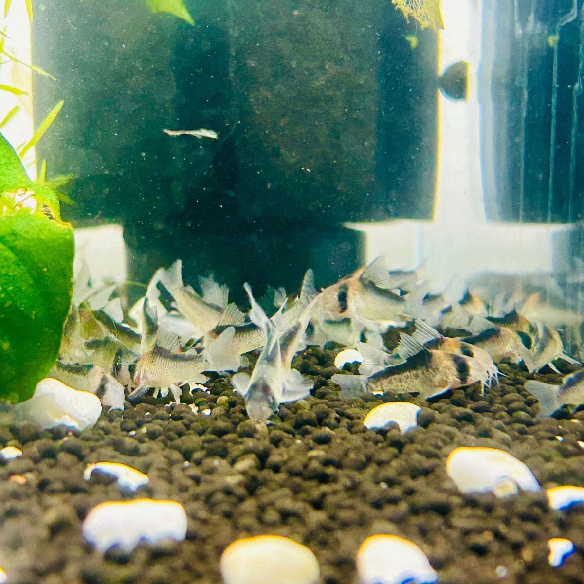 Adolfoi Corydoras - Bottom Dweller Fish