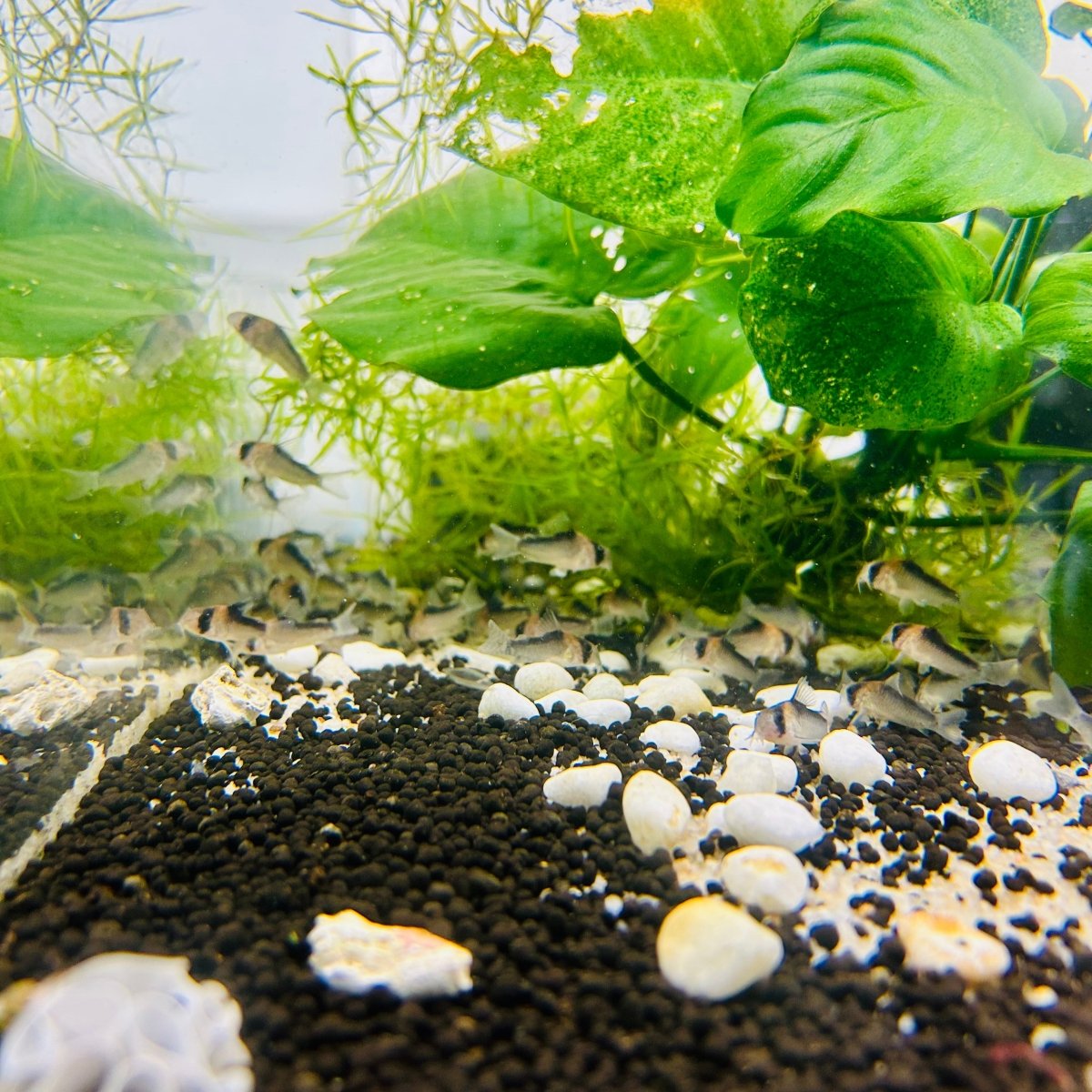 Adolfoi Corydoras - Bottom Dweller Fish