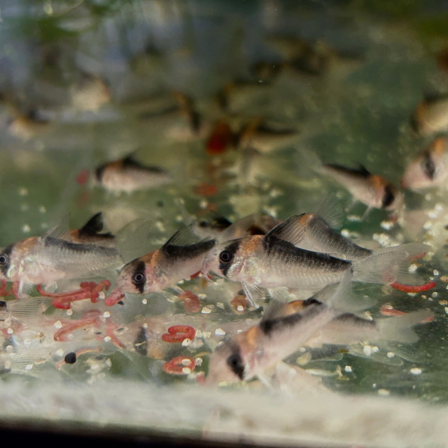 Adolfoi Corydoras