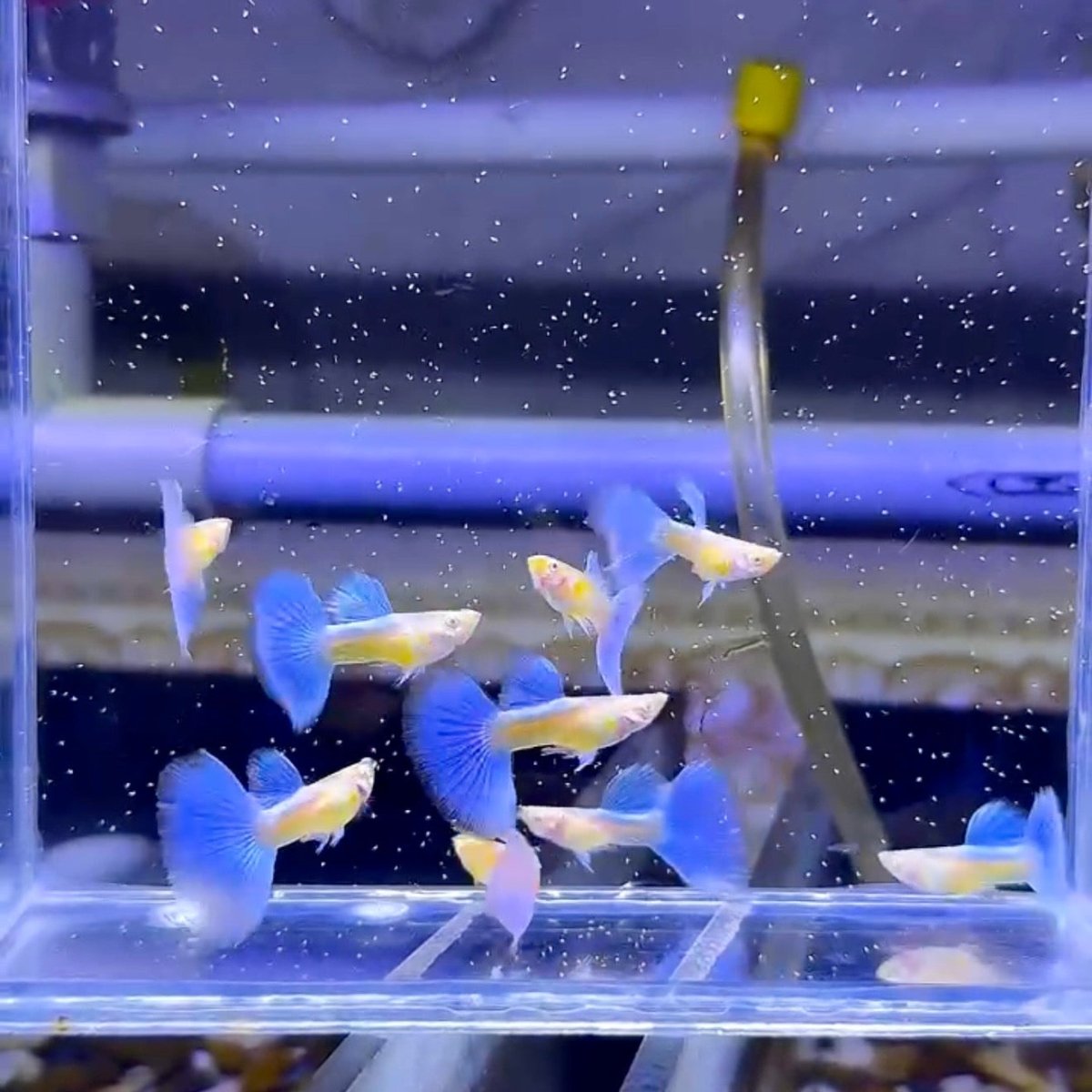 Guppy Fish Albino Blue Topaz