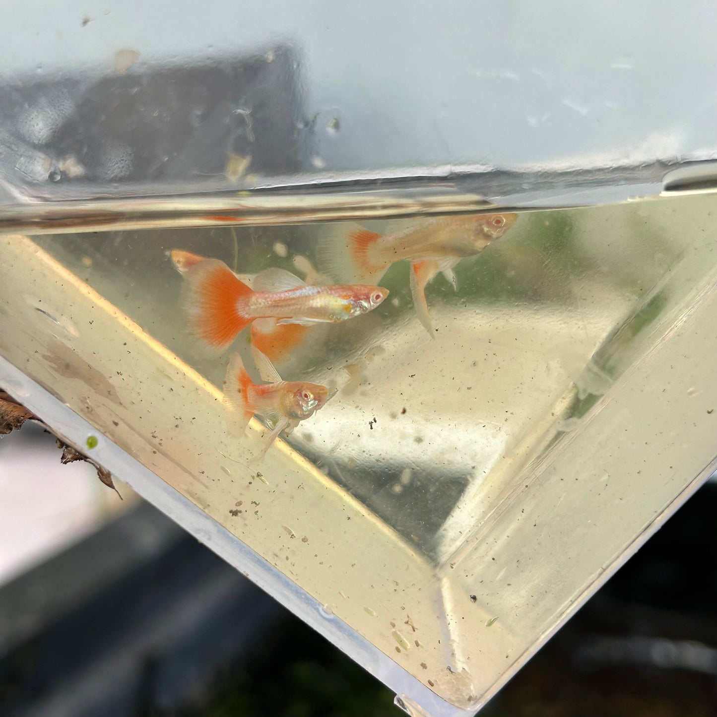 Albino Blue Topaz Guppy