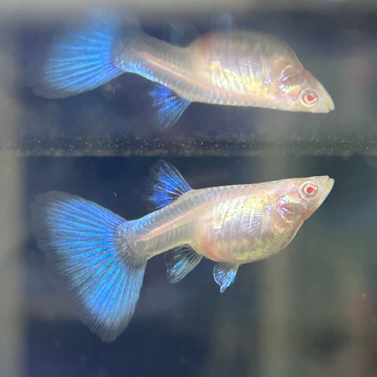 Guppy Fish Albino Blue Topaz