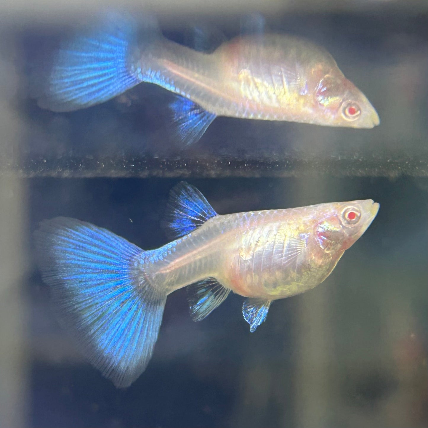 Albino Blue Topaz Guppy