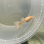 Albino Dumbo Ear - Guppy