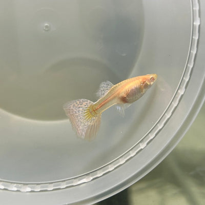 Albino Dumbo Ear - Guppy