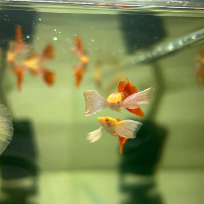 Albino Dumbo Ear - Guppy