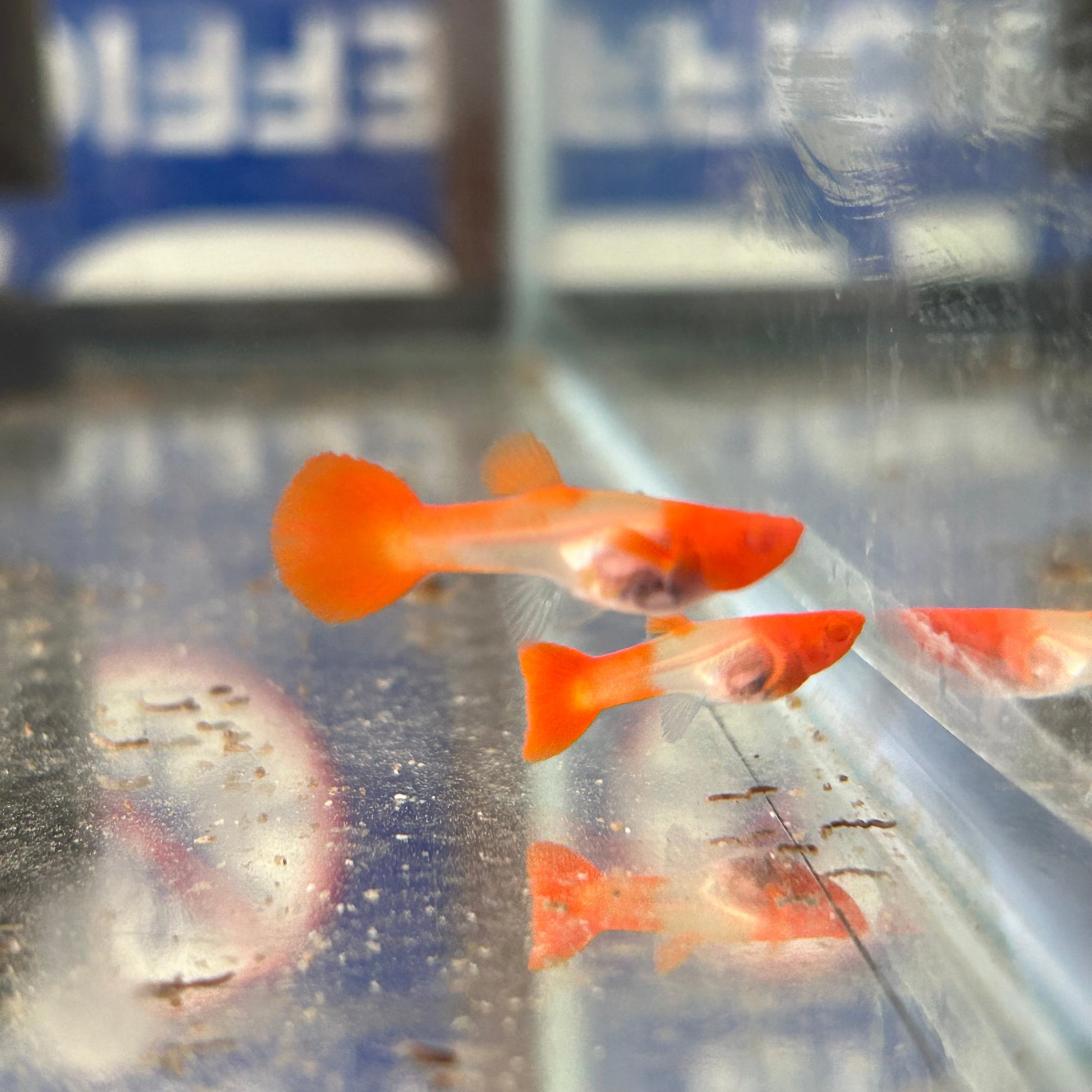 Albino Koi Red Ear Guppy