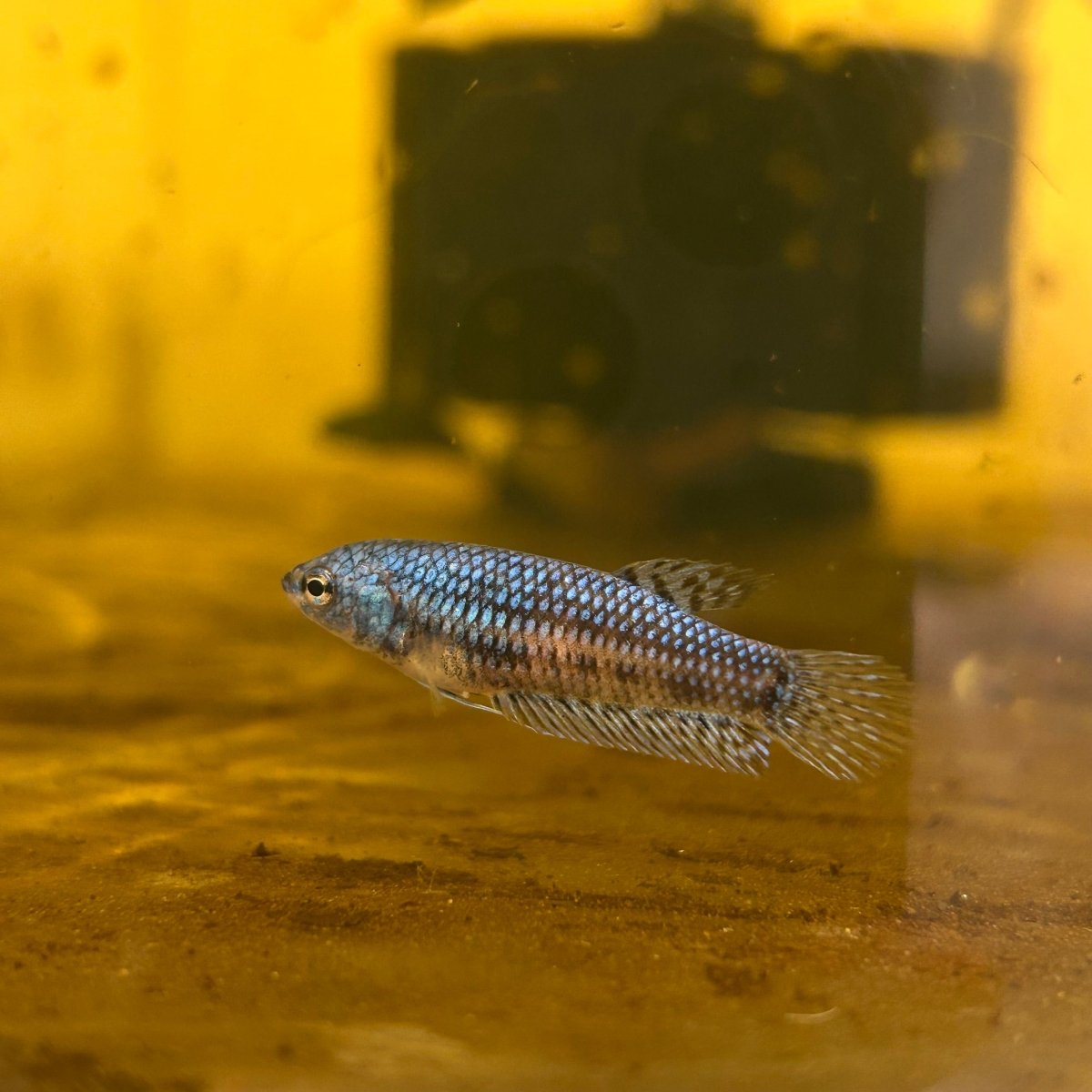 Alien Blue Hybrid Female Betta