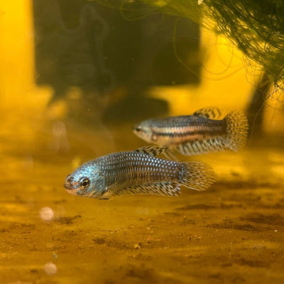 Alien Blue Hybrid Female Betta
