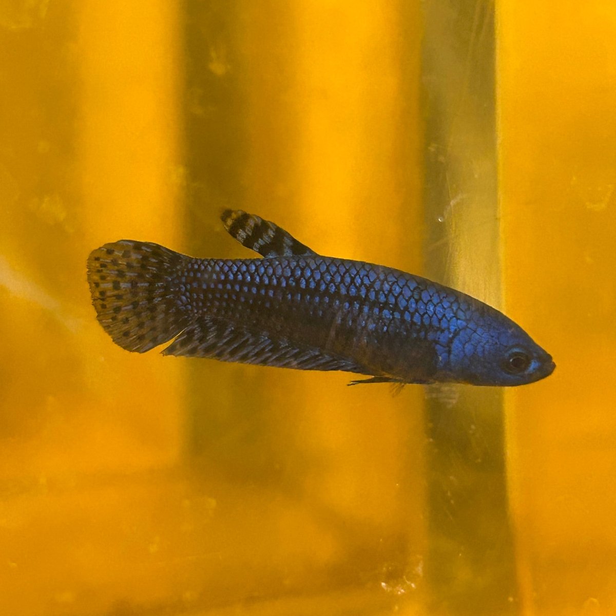 Alien Blue Hybrid Female Betta