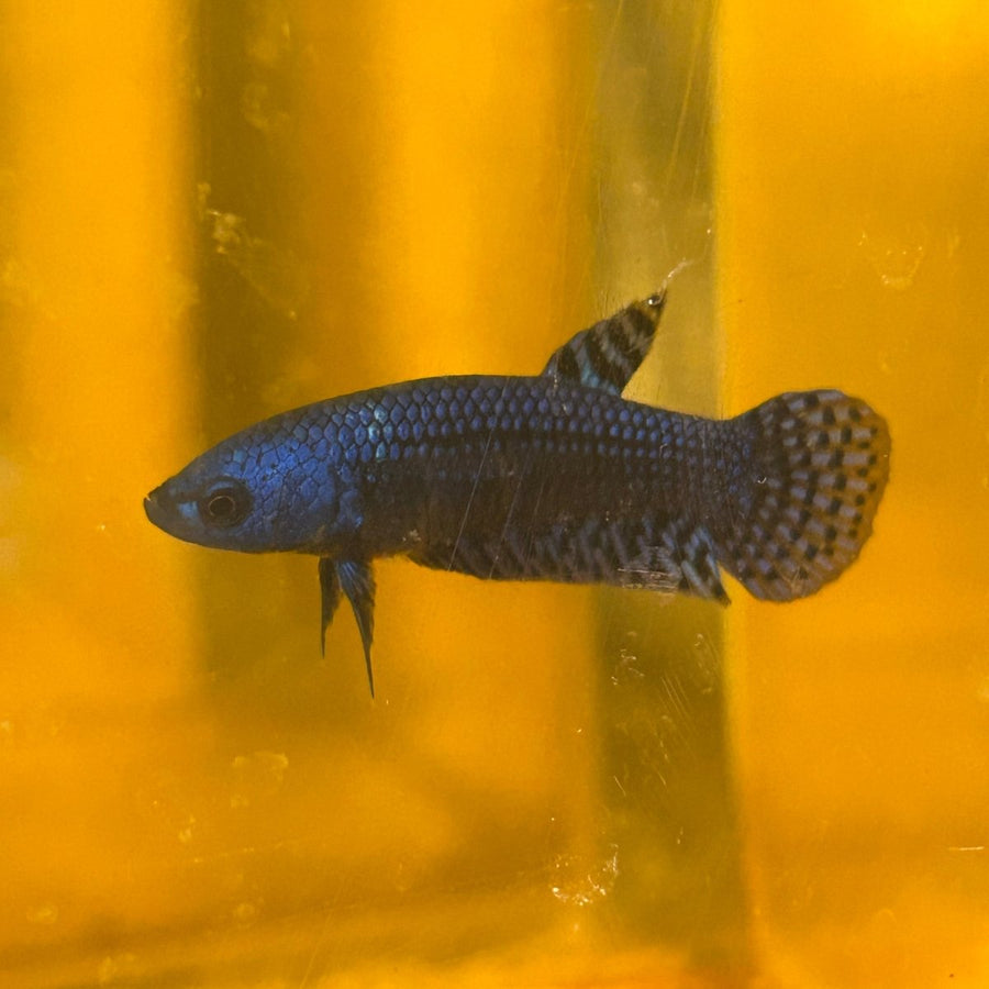Alien Blue Hybrid Female Betta Female betta