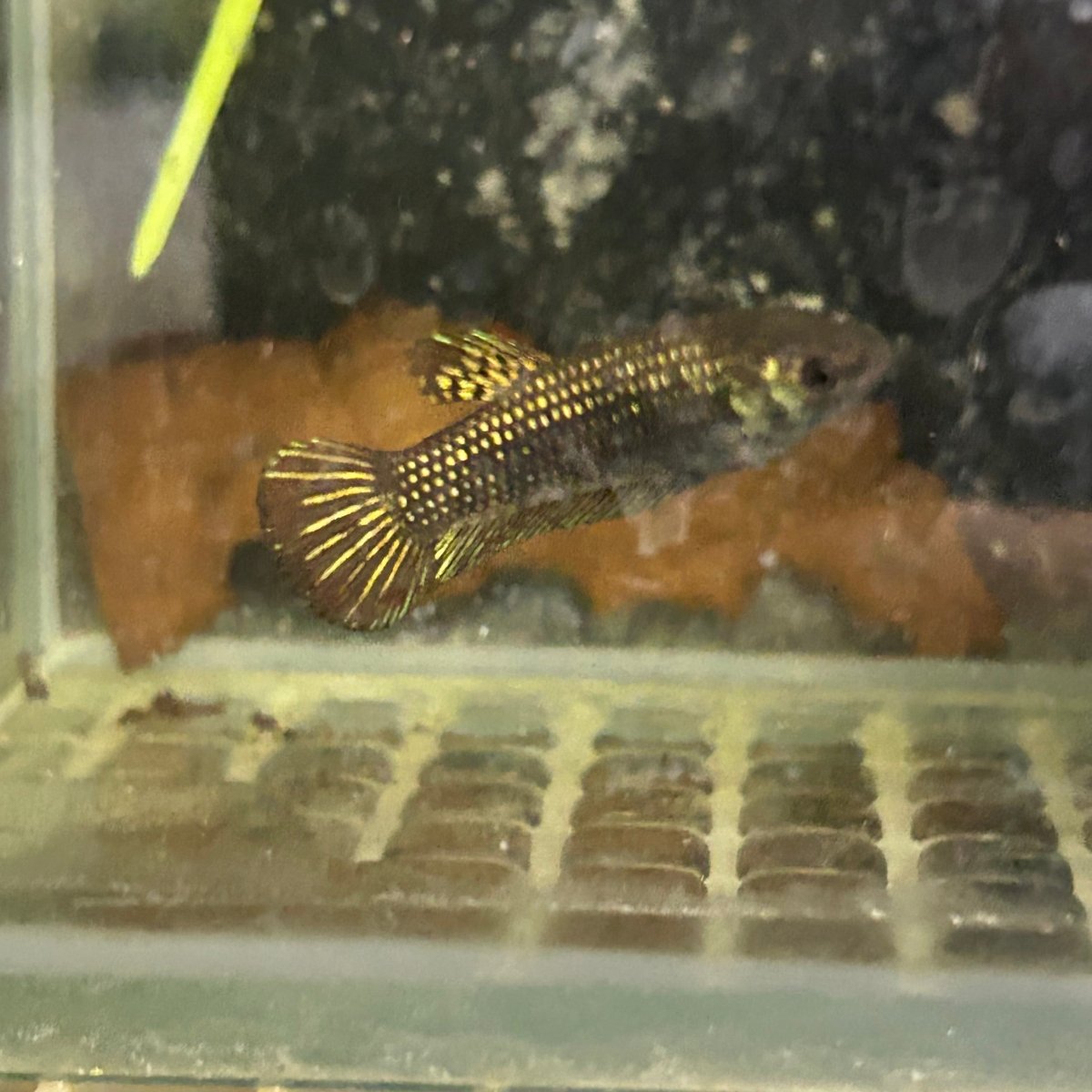 Alien Copper Hybrid Female Betta