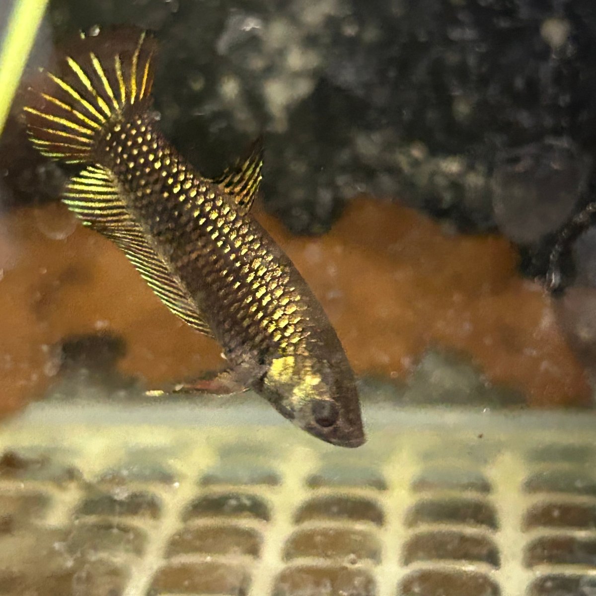 Alien Copper Hybrid Female Betta