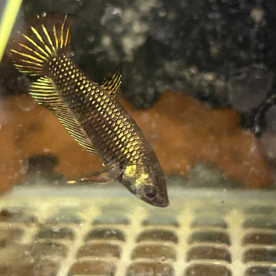 Alien Copper Hybrid Female Betta
