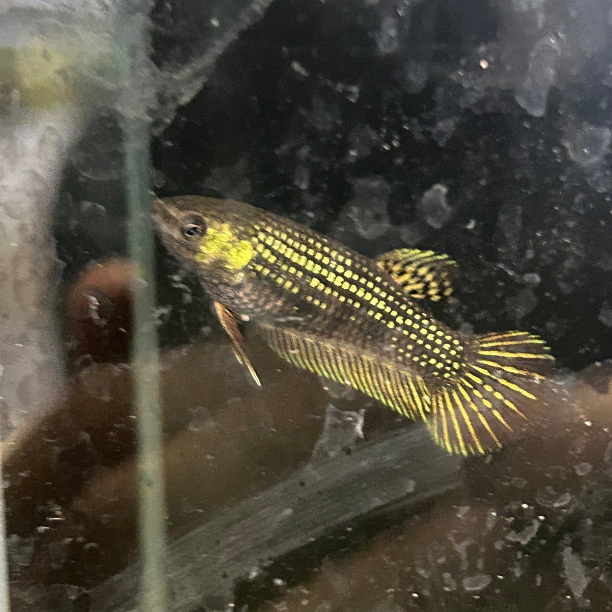 Alien Copper Hybrid Female Betta