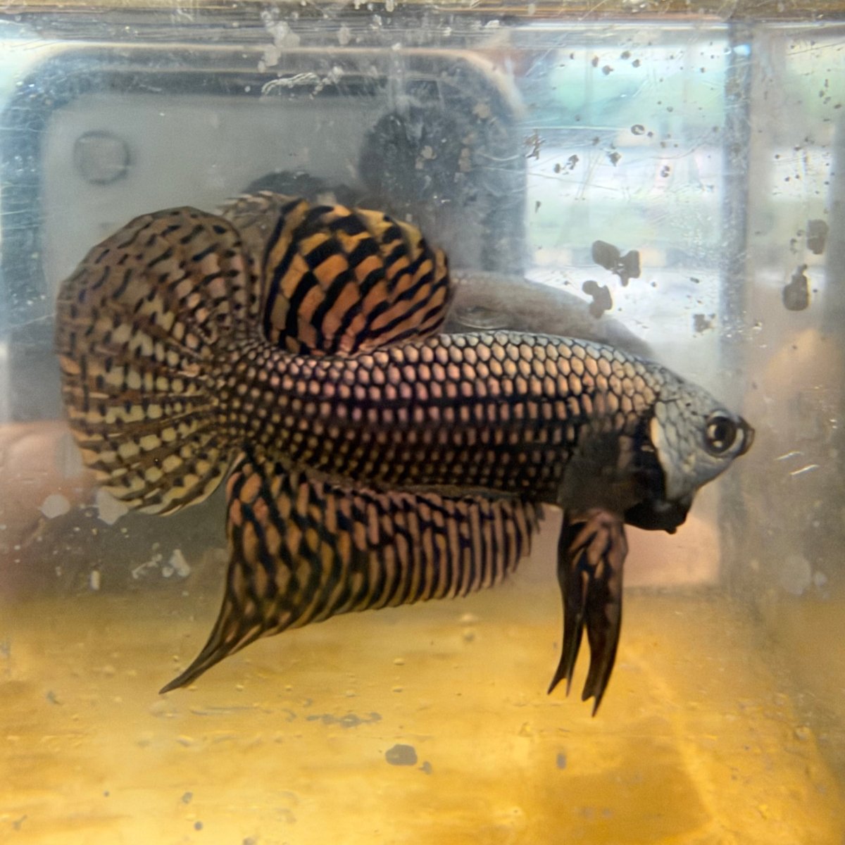 Betta Macho Híbrido Silvestre Smaragdina #M17