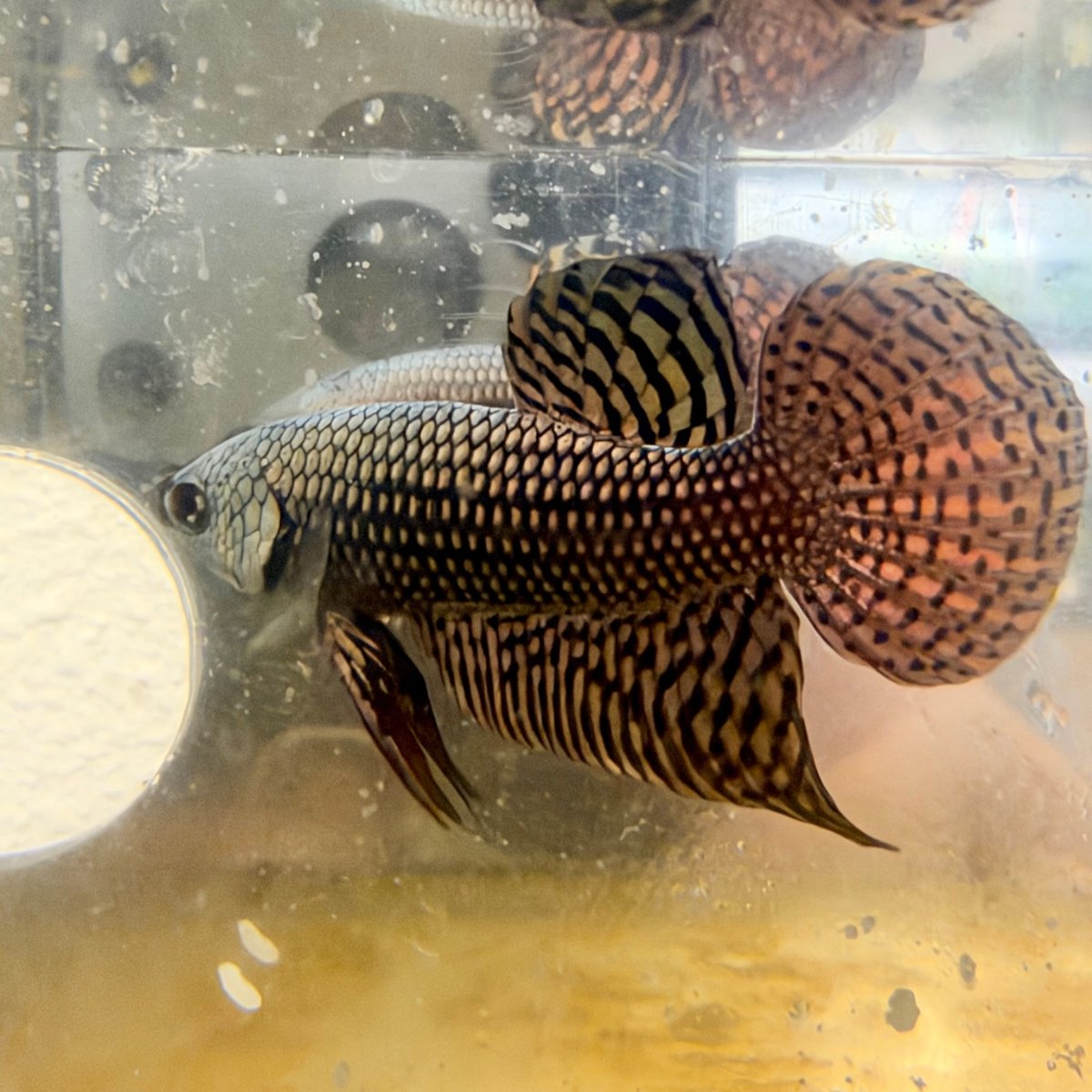Betta Macho Híbrido Silvestre Smaragdina #M17