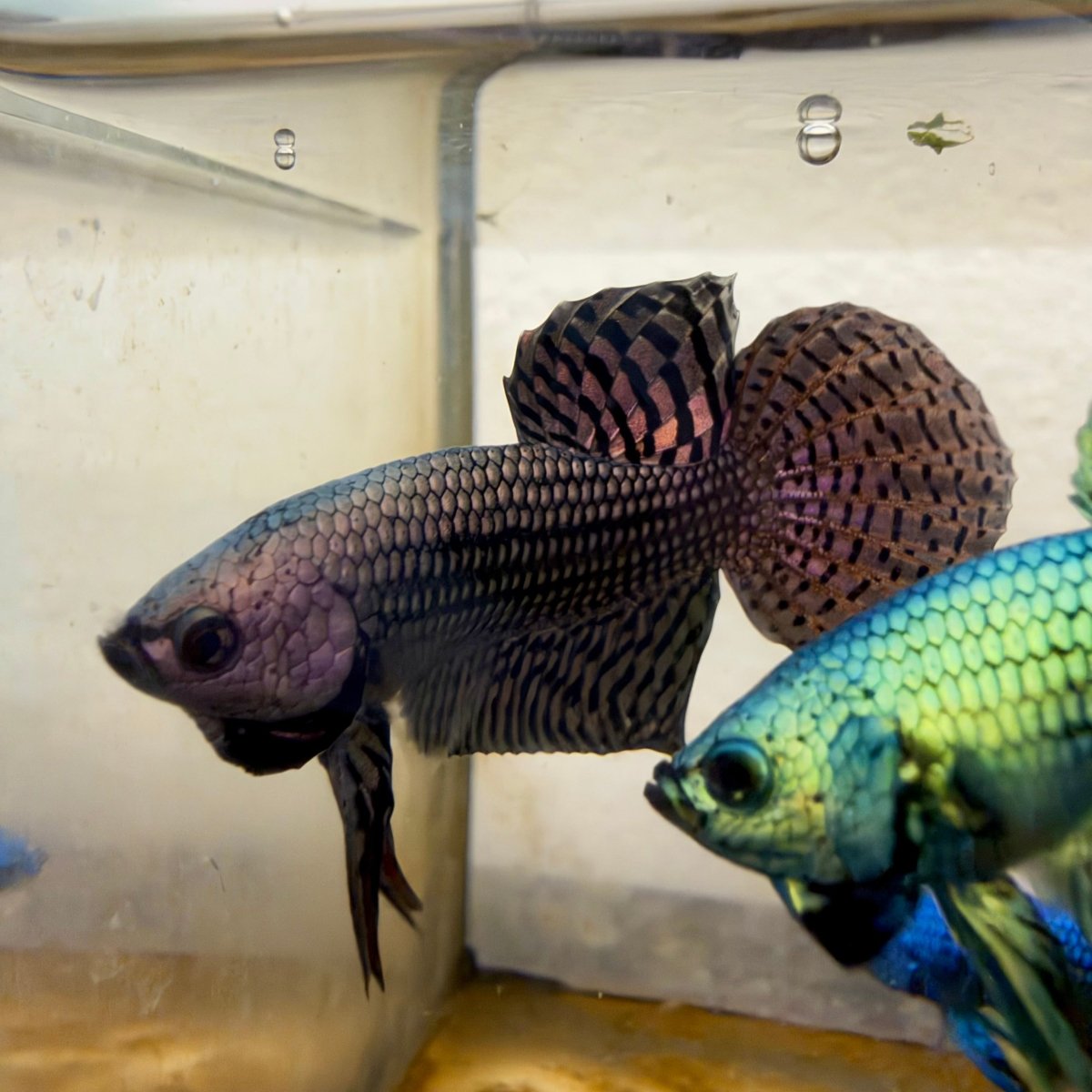 Betta Macho Híbrido Silvestre Smaragdina #M17