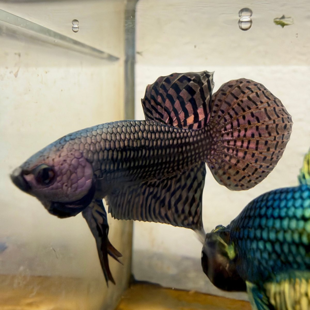 Betta Macho Híbrido Silvestre Smaragdina #M17