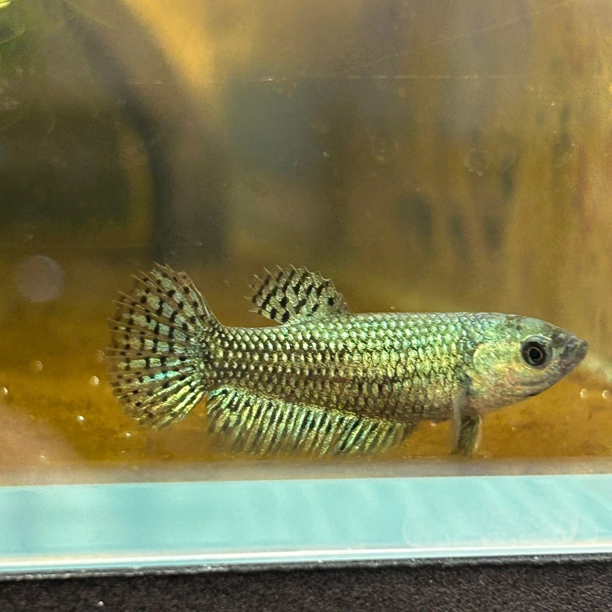 Alien Green Hybrid Female Betta - JustFishyThing