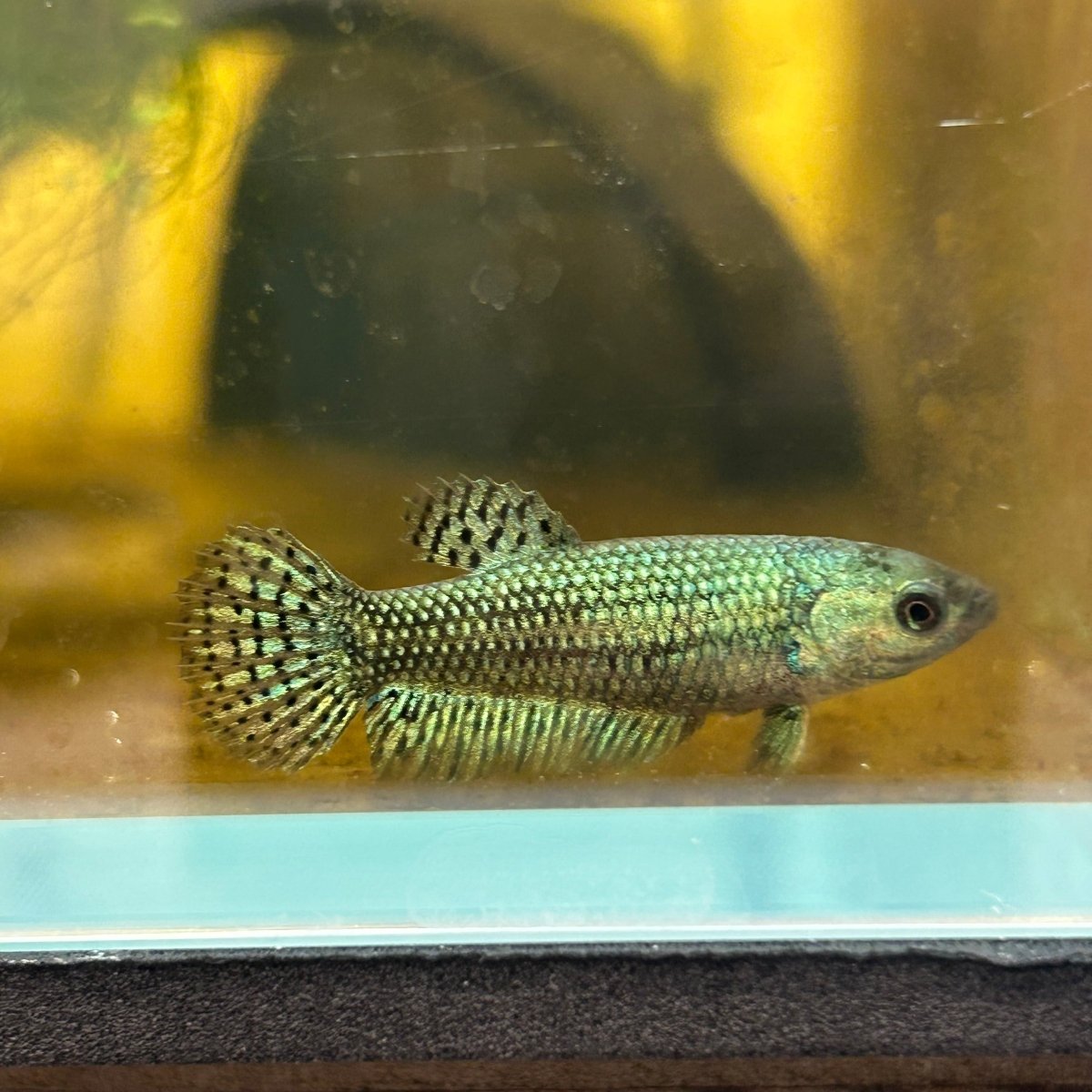 Alien Green Hybrid Female Betta