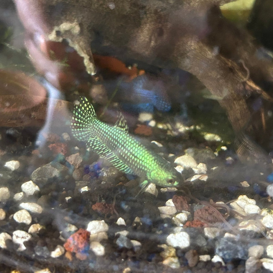 Alien Green Hybrid Female Betta Female betta