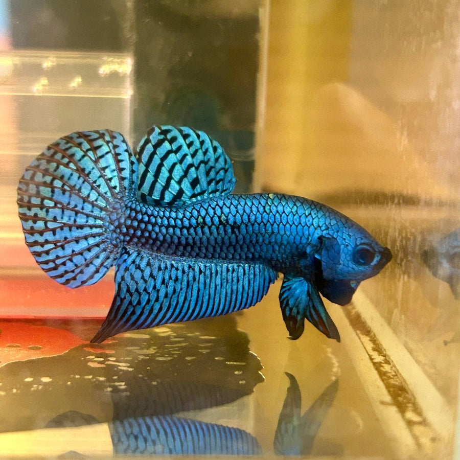 Alien Hybrid Blue Male Betta F34