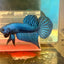 Alien Hybrid Blue Male Betta F34