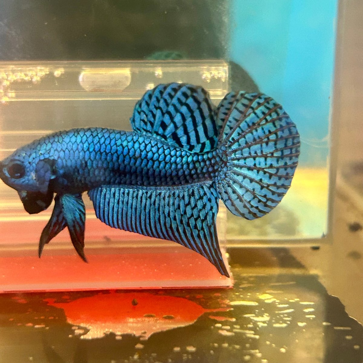 Alien Hybrid Blue Male Betta