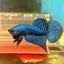 Alien Hybrid Blue Male Betta F34