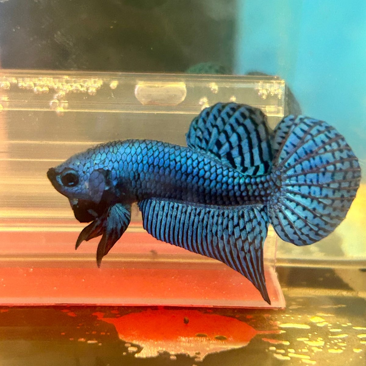 Alien Hybrid Blue Male Betta
