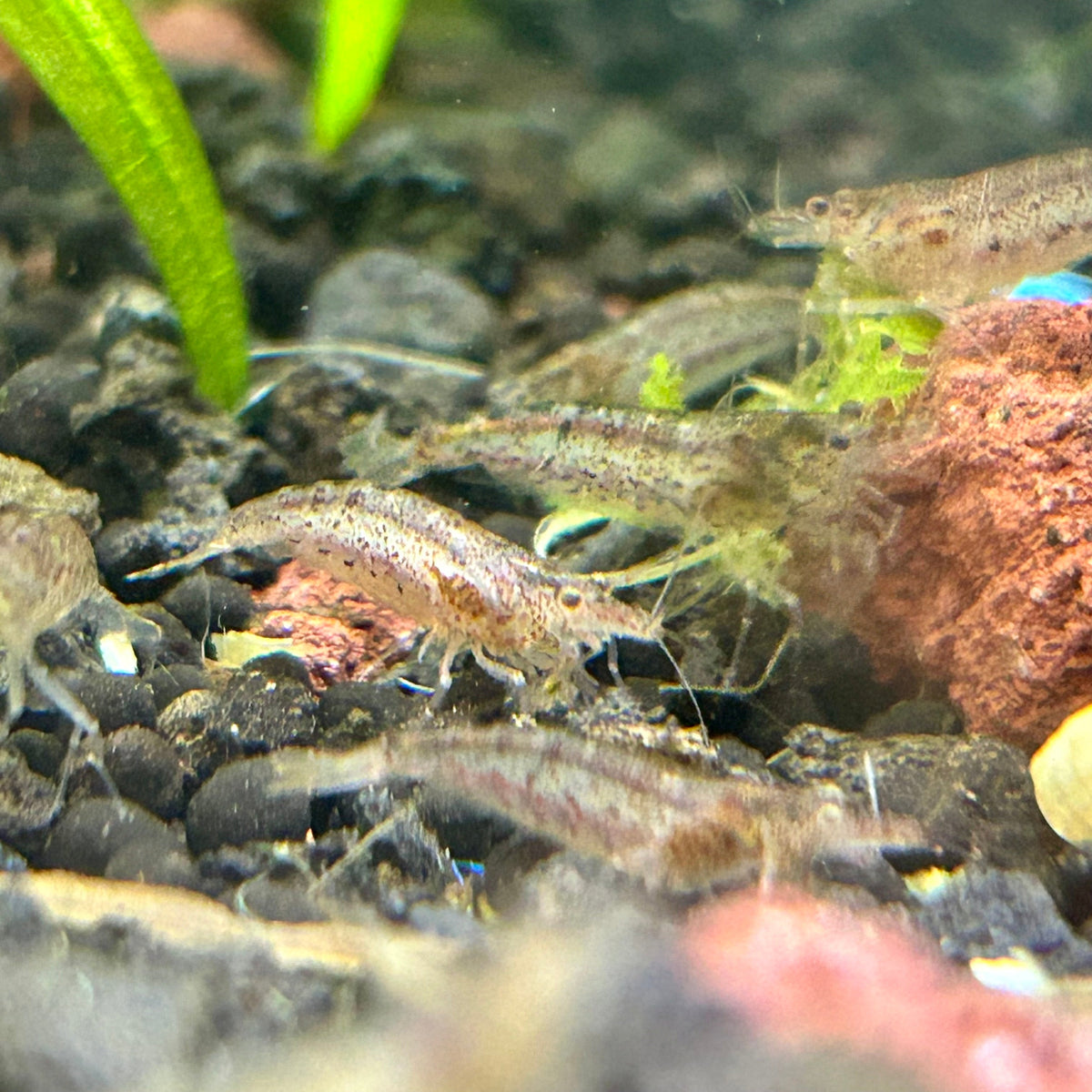 Amano Shrimps - Algae Cleaner