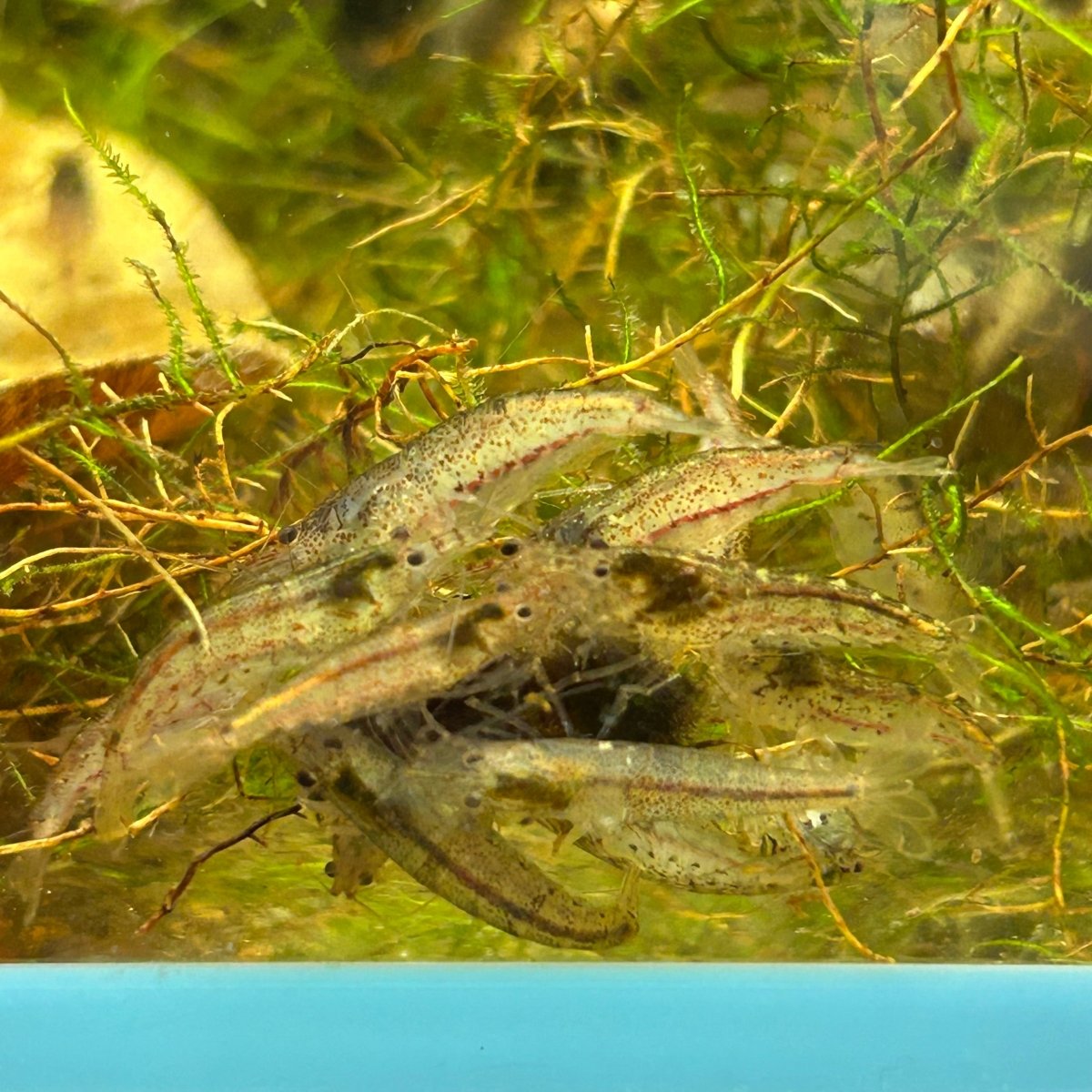 Amano Shrimps - Algae Cleaner