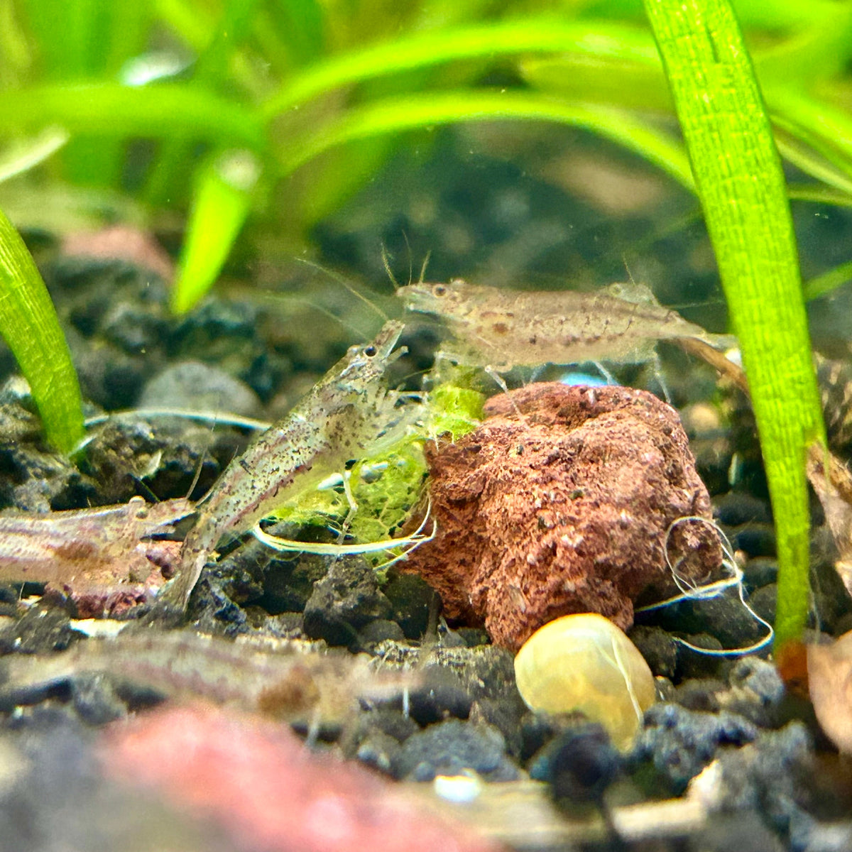 Amano Shrimps - Algae Cleaner