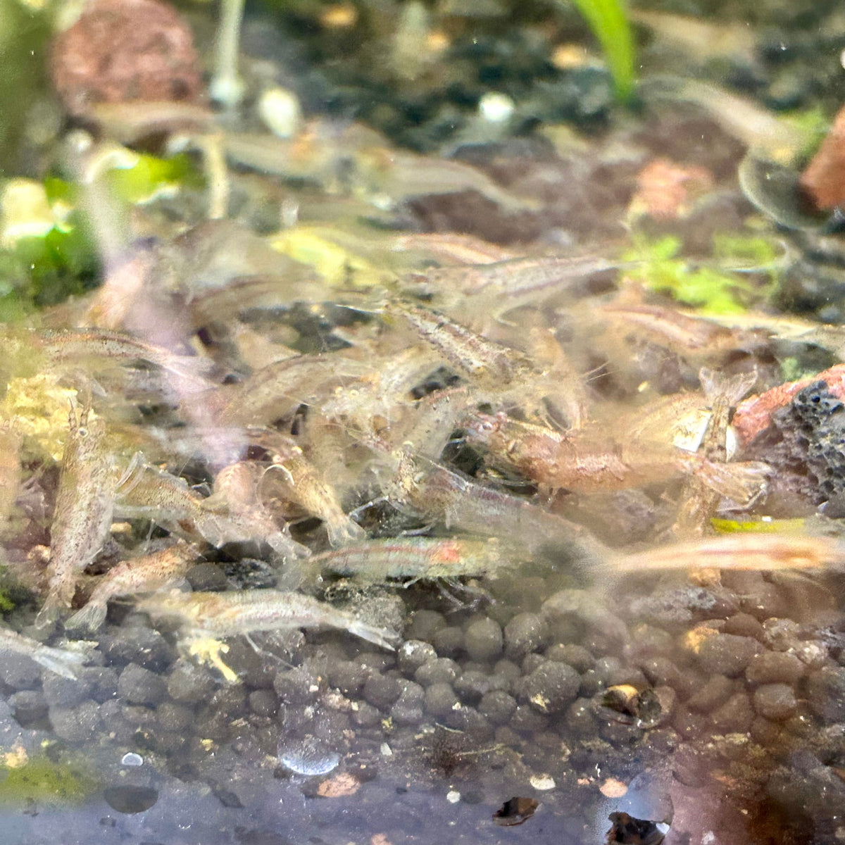 Amano Shrimps - Algae Cleaner