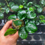 Anubias Barteri Round (Golden Coin)