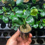 Anubias Barteri Round (Golden Coin)