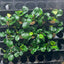 Anubias Barteri Round (Golden Coin)